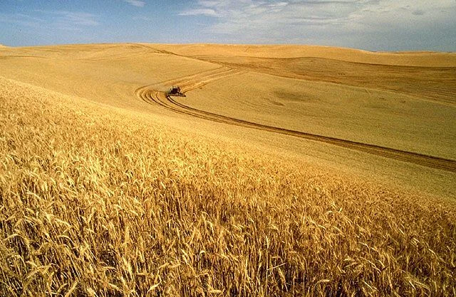 Combine harvester working in a golden wheat field in an archive photograph